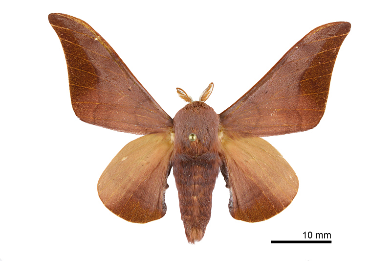 Comparmustilia gerontica Male